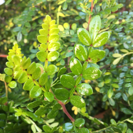 Zanthoxylum beecheyanum