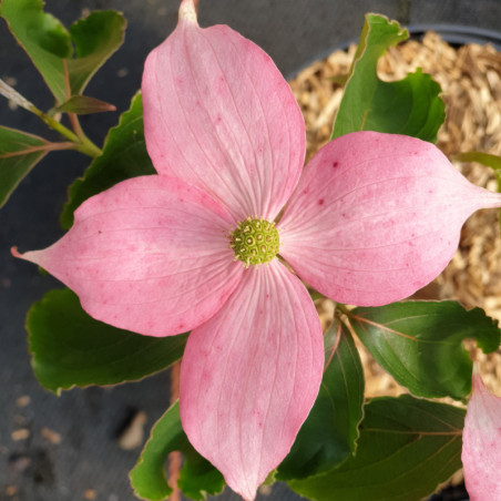 Cornus beni fuji