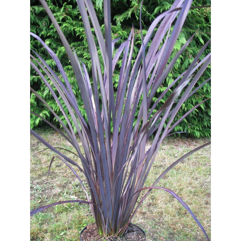 Phormium 'black adder'®