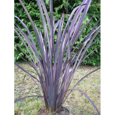 Phormium 'black adder'®