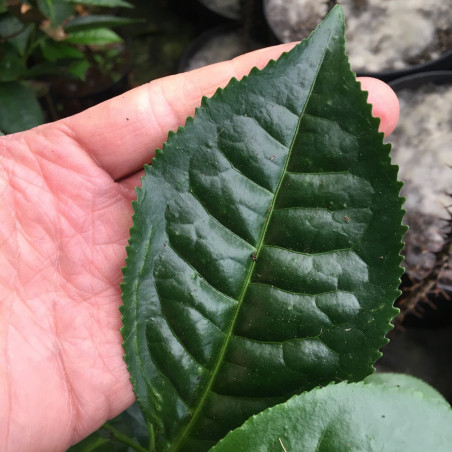 Camellia sinensis assamica, théier