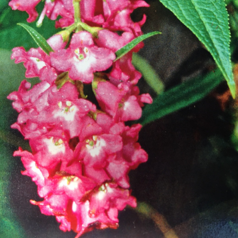 Buddleja colvilei