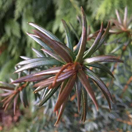 Pseudotaxus chienii