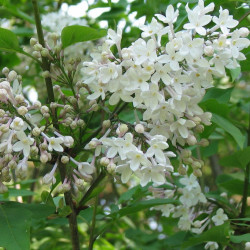 Syringa diversifolia