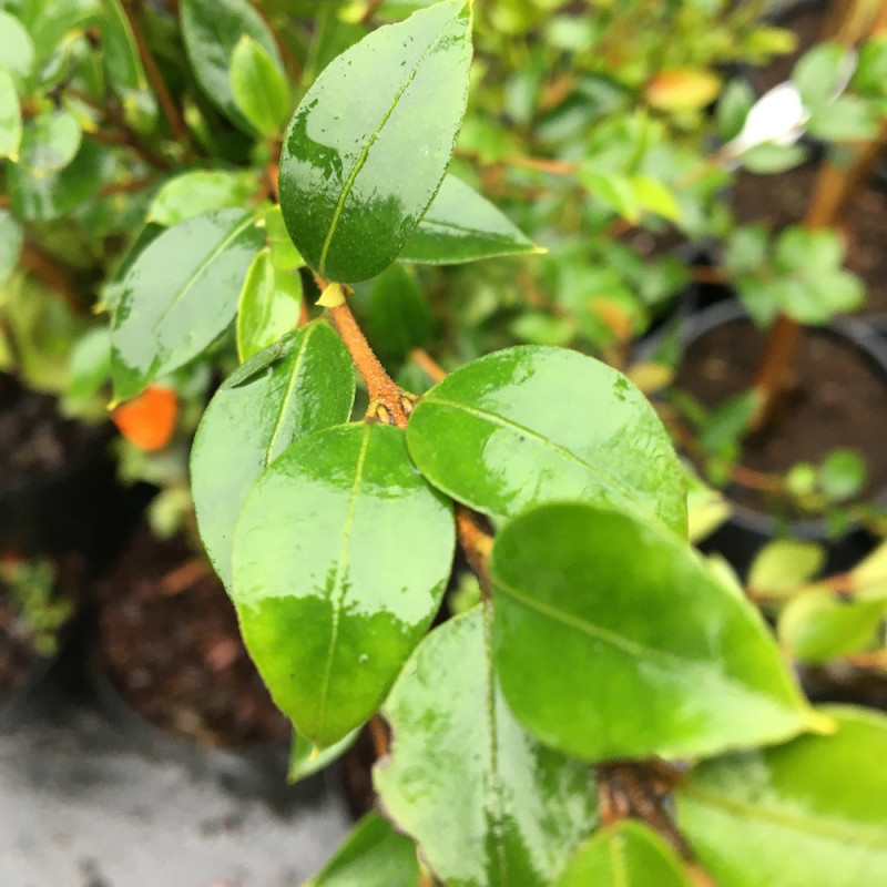 Myrtus lechleriana