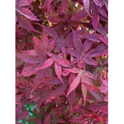 Acer palmatum little red