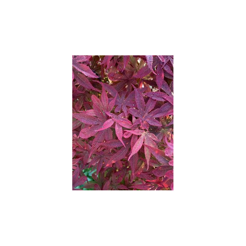 Acer palmatum little red