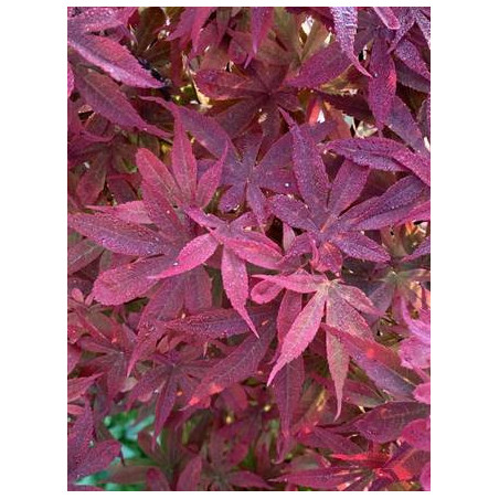 Acer palmatum little red