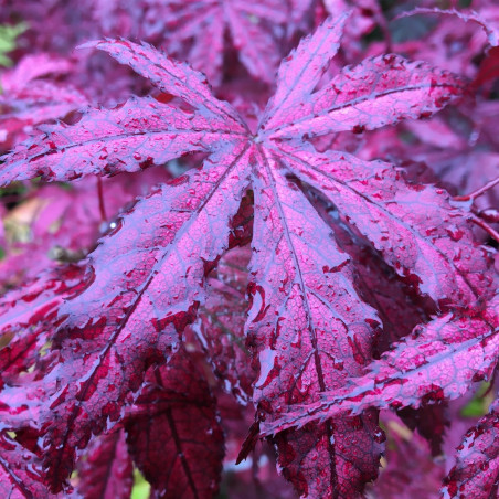 Acer palmatum amagi-shigure