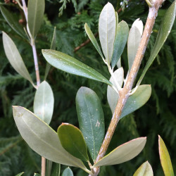 Olea favolosa