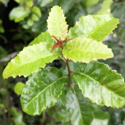 Schinus latifolius