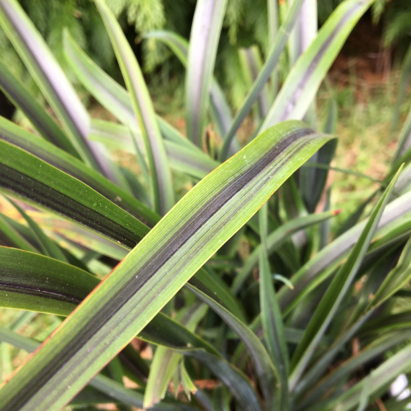 Phormium licorice and lime