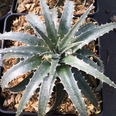 Dyckia pale rider