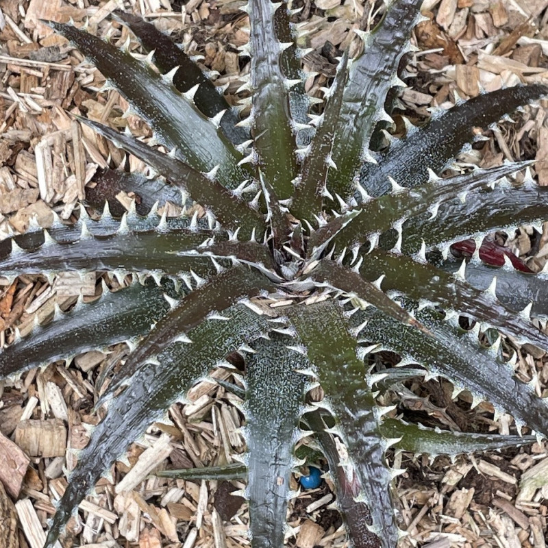 Dyckia brittle star