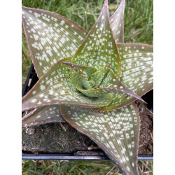 Aloe deltoideonta sparkler