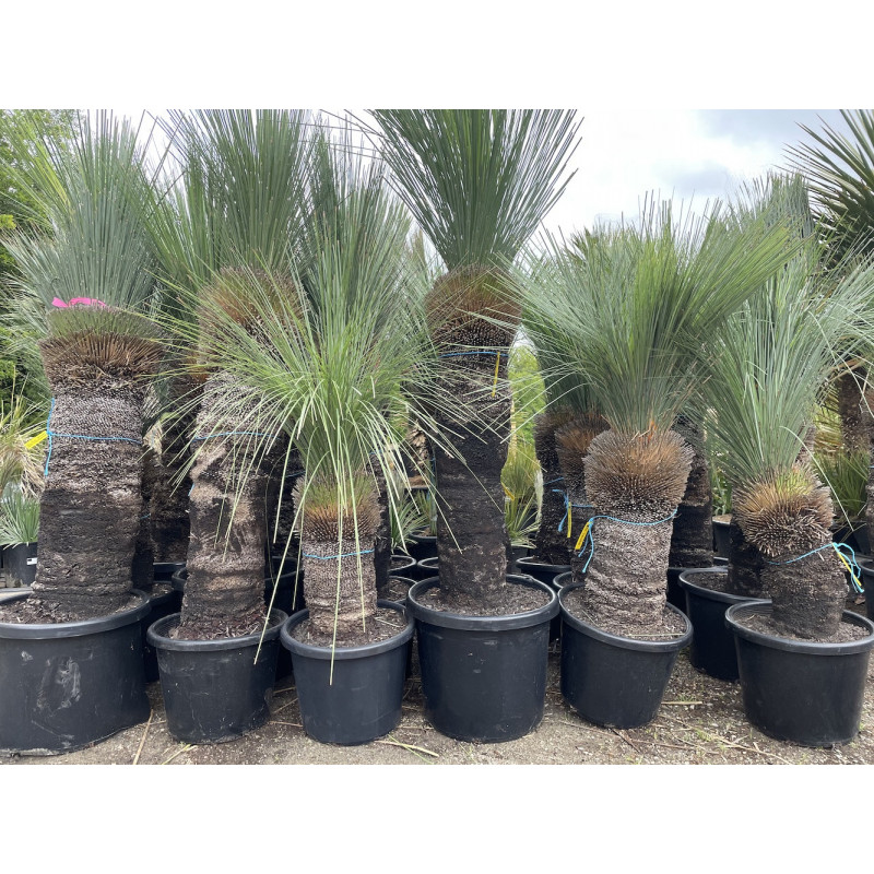 Xanthorrhoea glauca