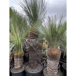 Xanthorrhoea glauca