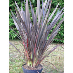 Phormium 'dark delight'