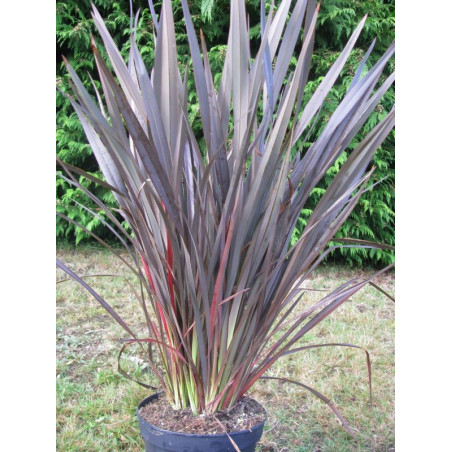 Phormium 'dark delight'