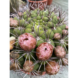 Gymnocalycium saglionis