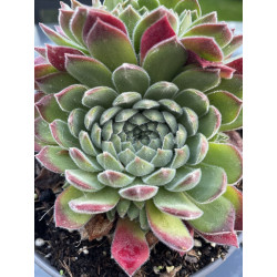 Sempervivum sugar shimmer®