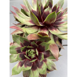 Sempervivum cranberry cocktail®