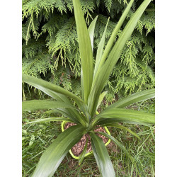 Cordyline emerald star