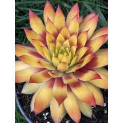 Sempervivum gold nugget®