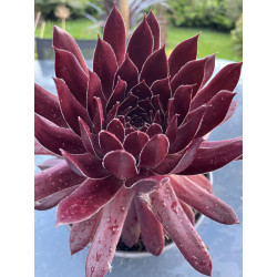 Sempervivum bing cherry®