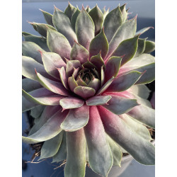 Sempervivum berry blues®