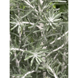 Ozothamnus silver jubilee