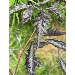 Fagus midnight feather PBR