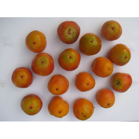 Jubutia fruits