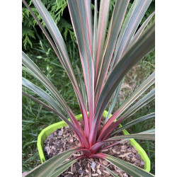 Cordyline magic star