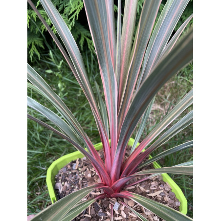 Cordyline magic star