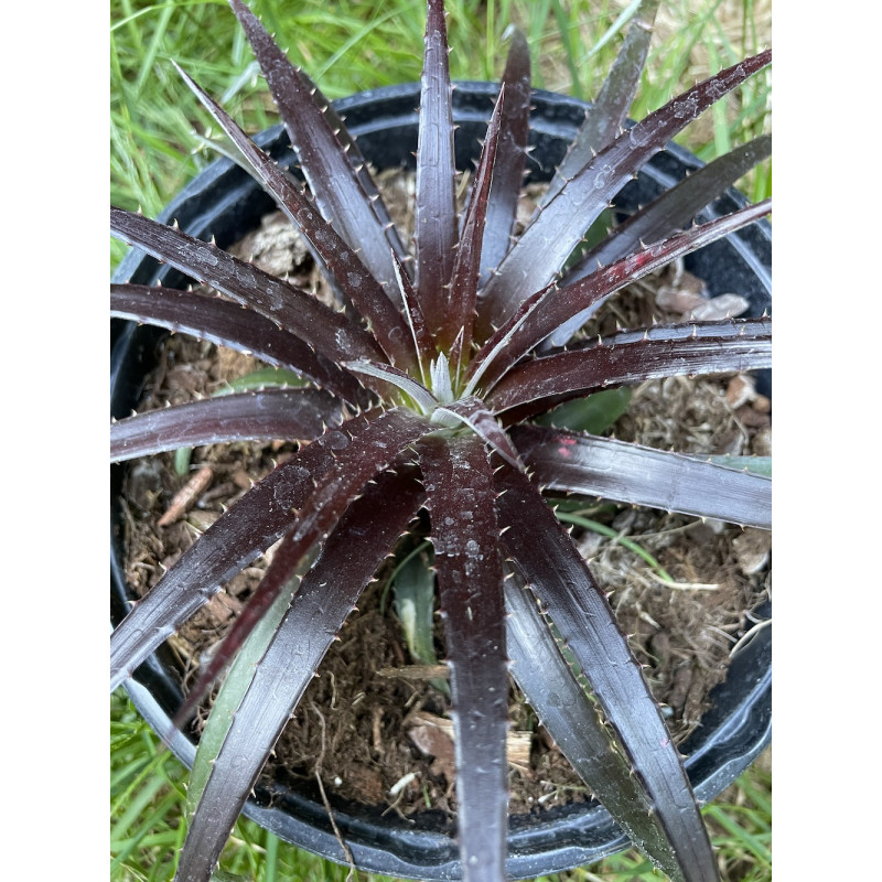 Dyckia burgundy ice