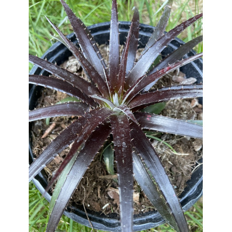 Dyckia burgundy ice