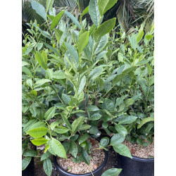 Camellia sinensis 15 l