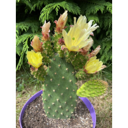 Opuntia schickendantzii