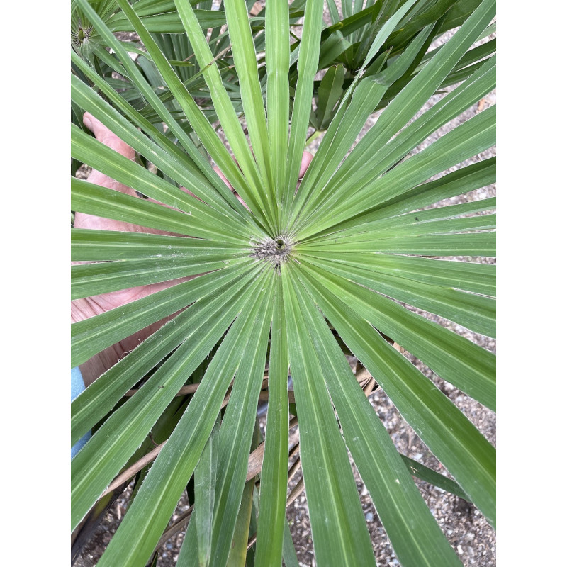 Trachycarpus winsan