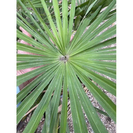 Trachycarpus winsan