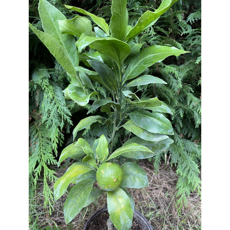 Citrus satsuma maxima, agrume À l'ombre des figuiers