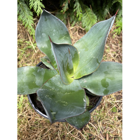 Agave celsii nova