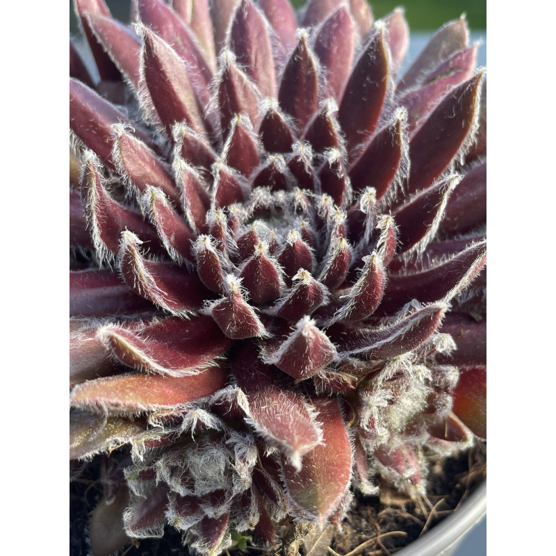 Sempervivum cosmic candy®