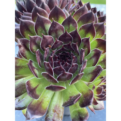 Sempervivum appletini®