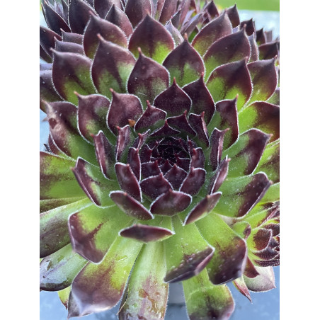 Sempervivum appletini®