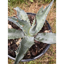 Agave gentry la escandida