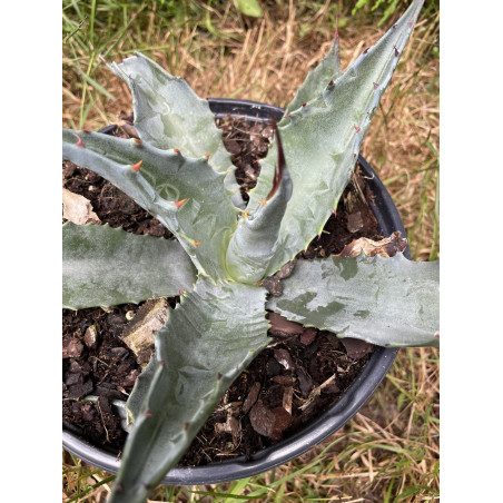 Agave gentry la escandida