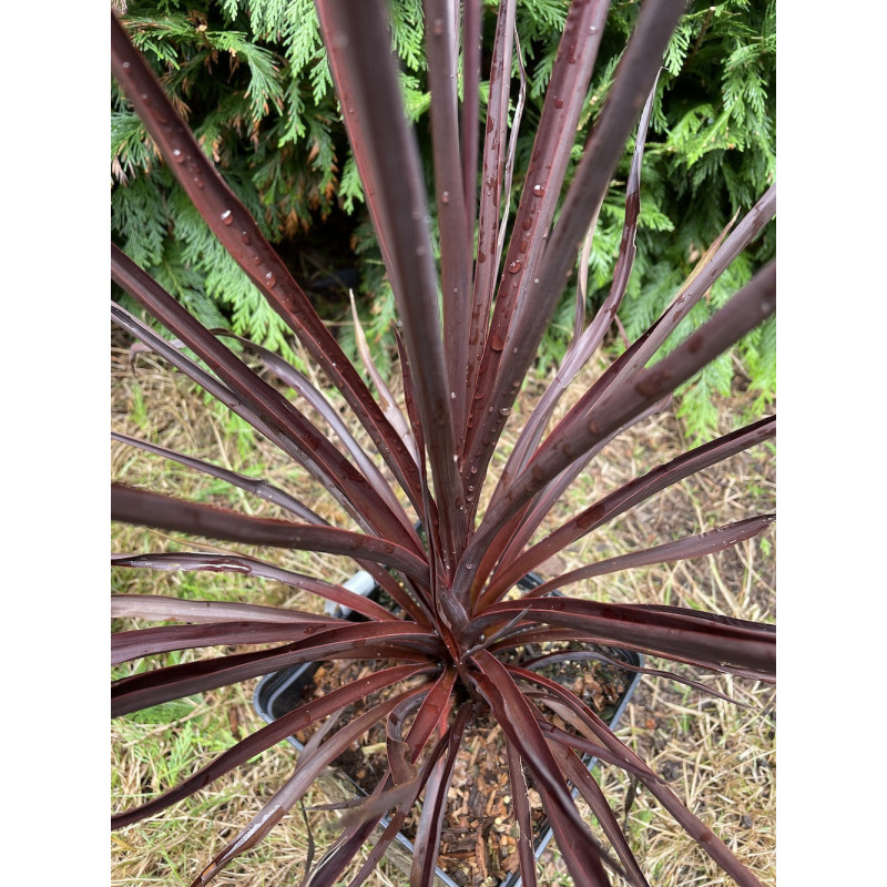 Cordyline little red star®