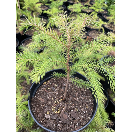 Araucaria nemorosa